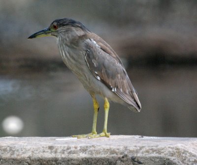 Juvenile Black crowned Night heron