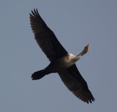 Cormorant 