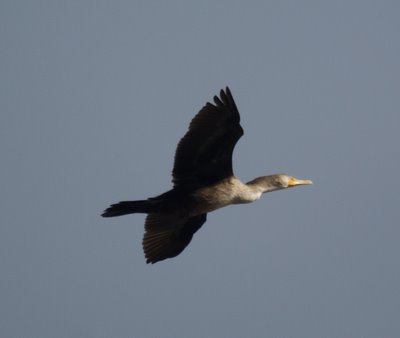 Cormorant  in Flight