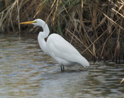 Egret