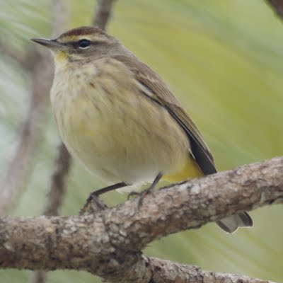 Pine Warbler