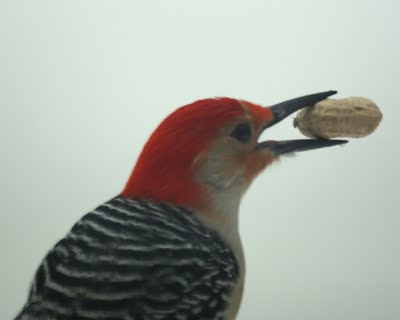  Red Bellied Woodpecker