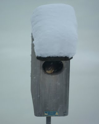 Carolina Wren