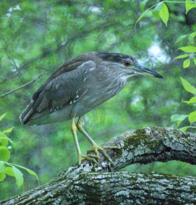 Juvenile Black crowned Night heron