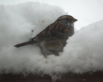 White-throated Sparrow