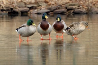 Mallards