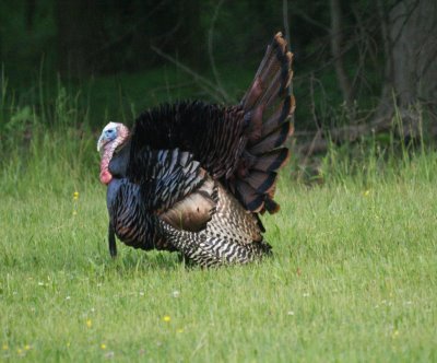 Wild Turkeys