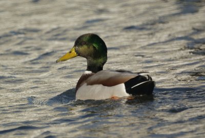 Mallard