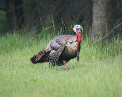 Wild Turkeys