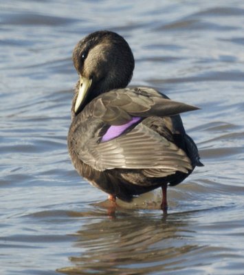 American Black Duck