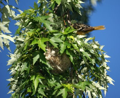 Female Baltimore Oriole