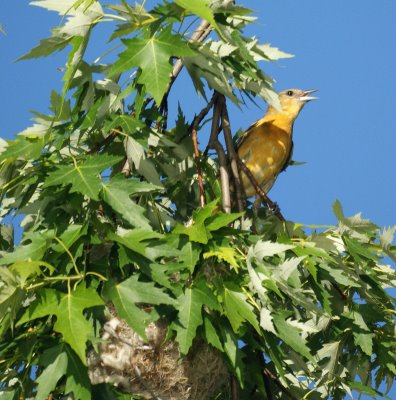 Female Baltimore Oriole