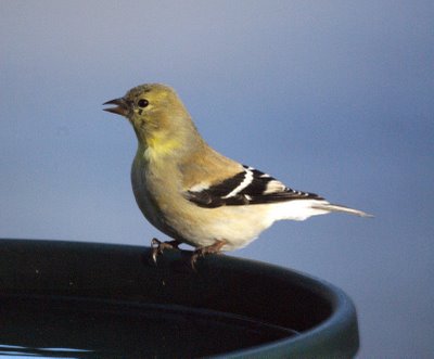 Goldfinch