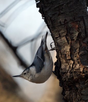 Nuthatch