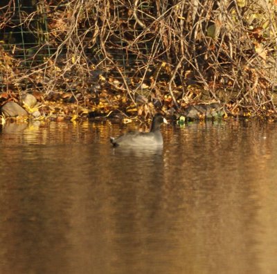 coot