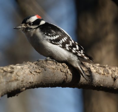 Downy Woodpecker