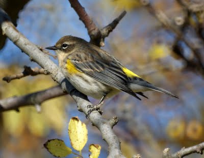 Yellow-Rumped Warbler