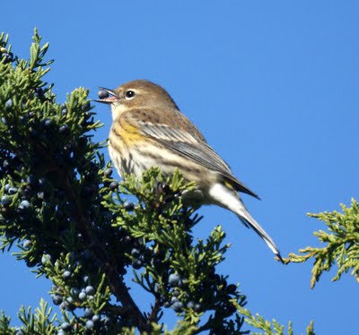 Yellow-Rumped Warbler