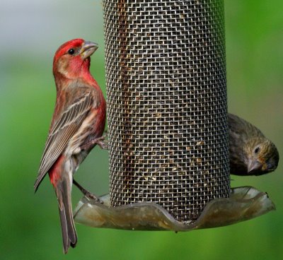  House Finch