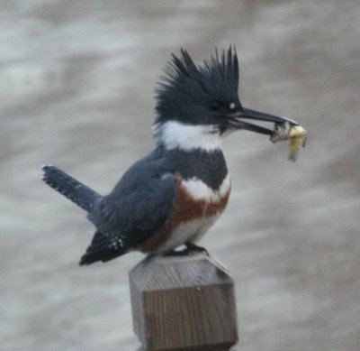 Kingfisher eating a fish