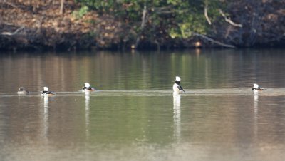 Hooded Mergansers