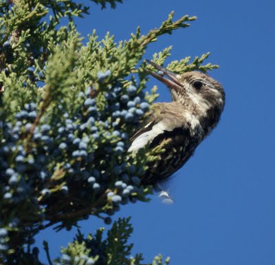 juvenile  sapsucker 