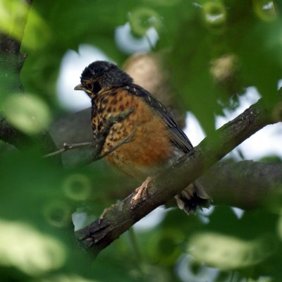 Fledgling Robin