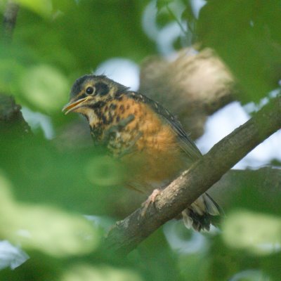 Baby Robin