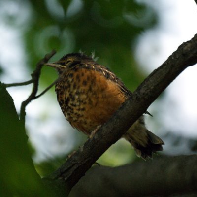 American Robin Baby