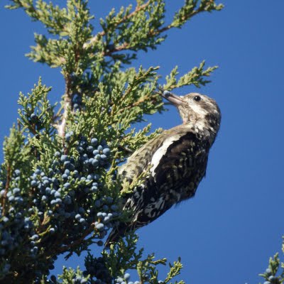 Yellow Bellied Sapsucker