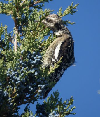 yellow-bellied sapsucker 