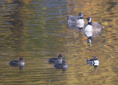 Hooded Mergansers