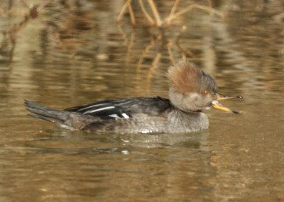 Hooded Merganser