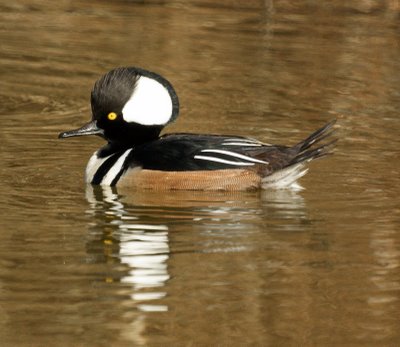 Hooded Merganser