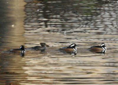 Hooded Mergansers