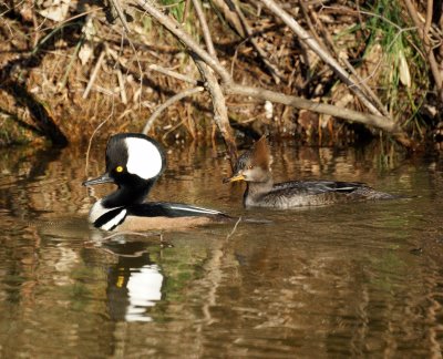 Hooded Mergansers