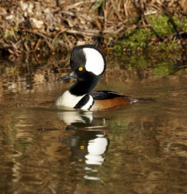 Male Hooded Merganser