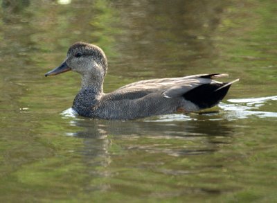 Gadwall