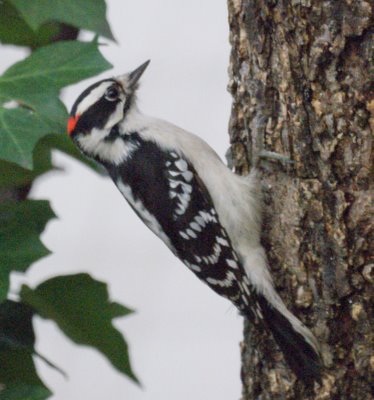 downy woodpecker