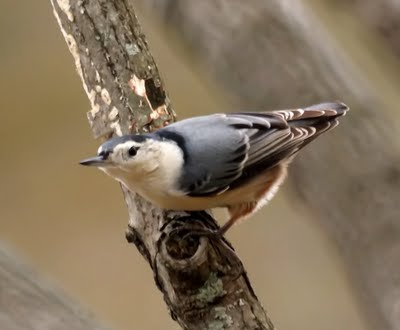 White-breasted Nuthatch