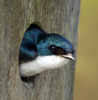 Tree Swallow