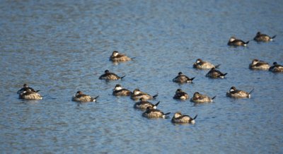 Ruddy Ducks