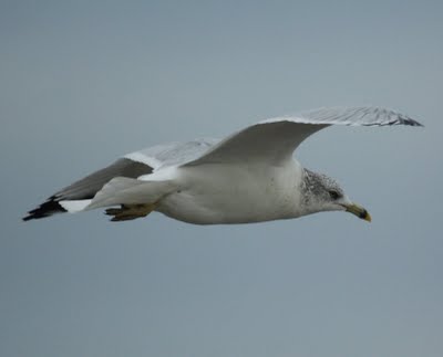 Seagull