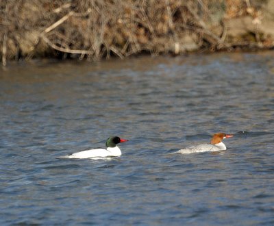 Common Mergansers