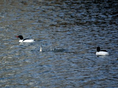 Common Mergansers