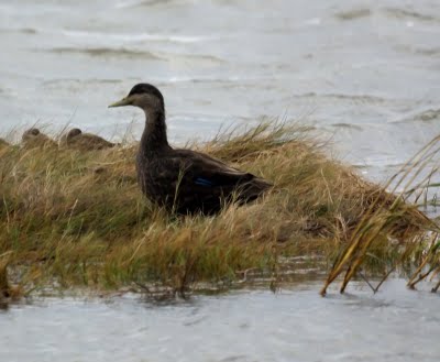 Black Duck