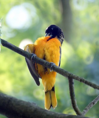 Baltimore Oriole