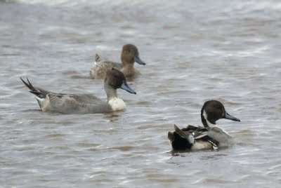 Northern Pintails
