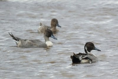 Northern Pintails