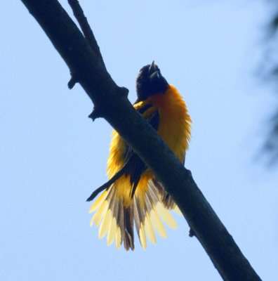 Baltimore Oriole